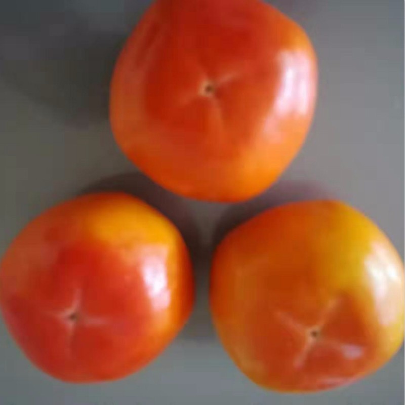 阳丰甜柿 种苗