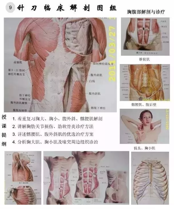 【针刀培训班】针刀临床解剖图干货知识赶快收了