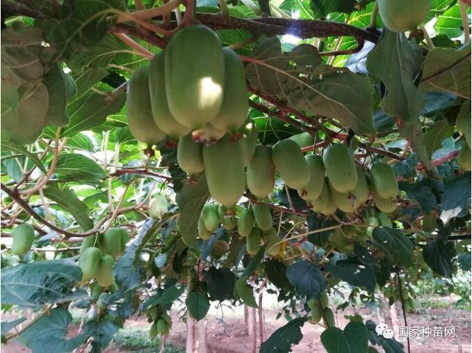软枣猕猴桃规模种植管理技术