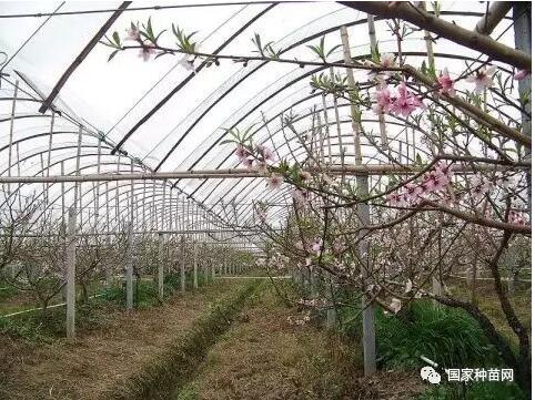 桃树定植及管理要点