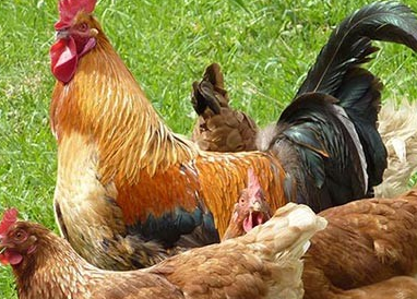 怎么分辨农家土鸡和普通鸡的呢