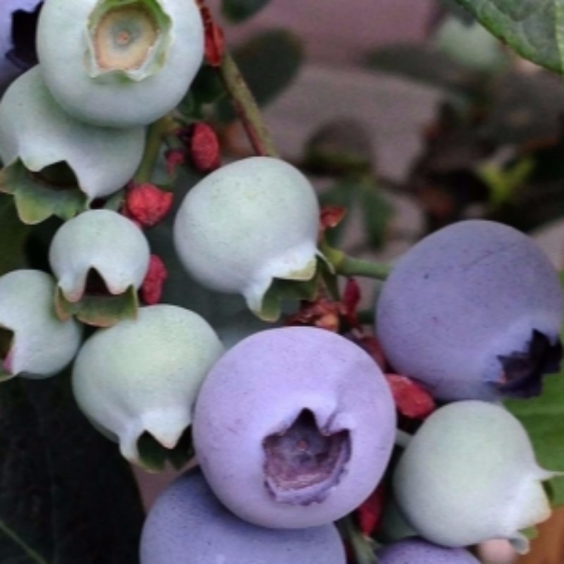 野生蓝莓苗图片