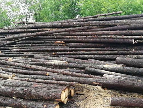 杉木桩的树节对于使用有影响吗?