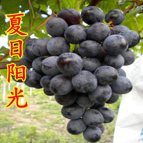 夏日阳光葡萄 种苗 夏日阳光葡萄 种苗