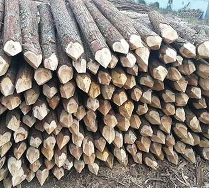 杉木桩一般情况下的使用寿命是多久