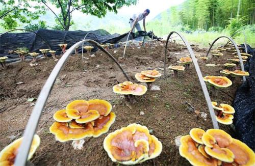江苏省林木种苗和林下经济产业高质量发展现场推进会在东台召开