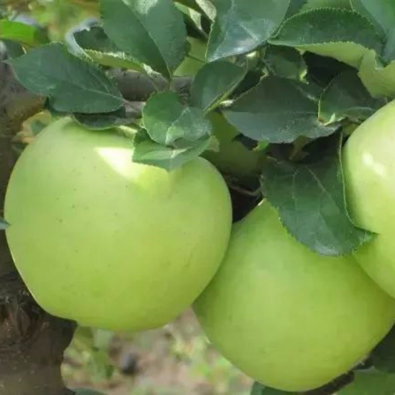 名月水蜜桃蘋果 種苗