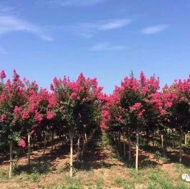 江蘇宿遷市引導 “五化”型林木種苗示范基地建設