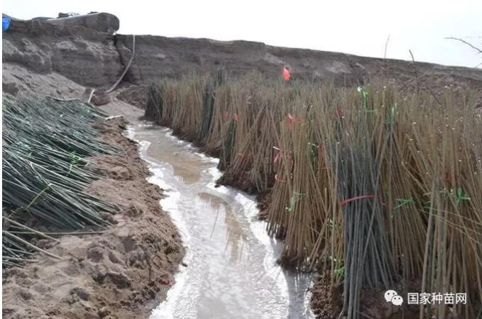 果树苗木假植方法