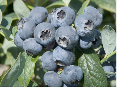 布里吉塔藍莓 種苗