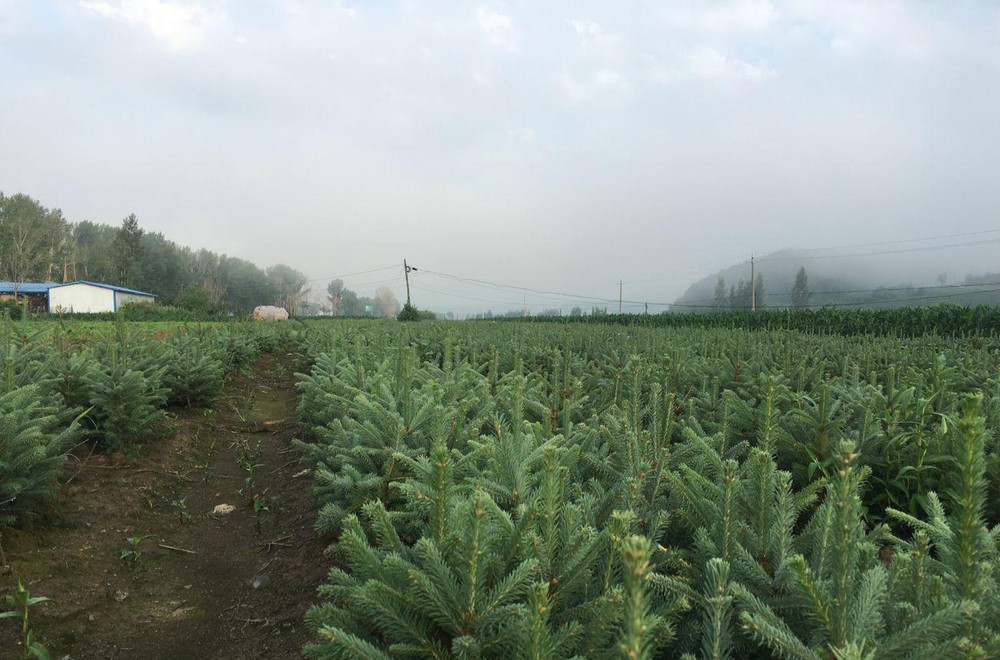 红皮云杉、云杉苗木基地