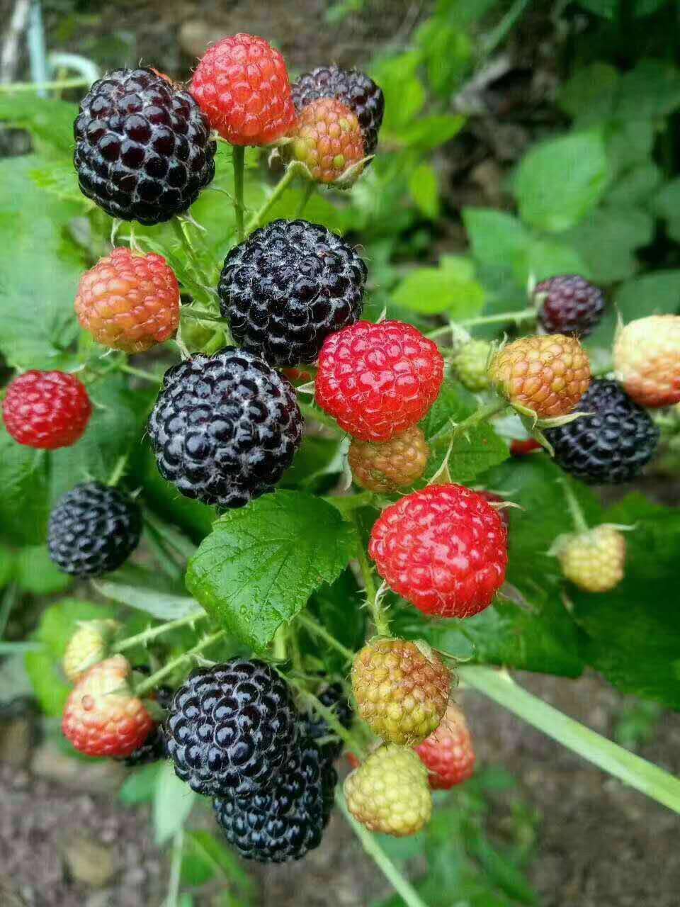 黑树莓 种苗