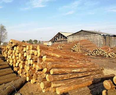 上海质量差的杉木桩会出现什么问题