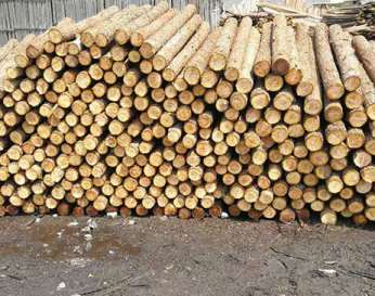 介绍杉木桩无法长期使用的因素