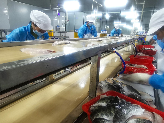 CQ9电子鱼天下广东大湾区水产食品加工厂投产