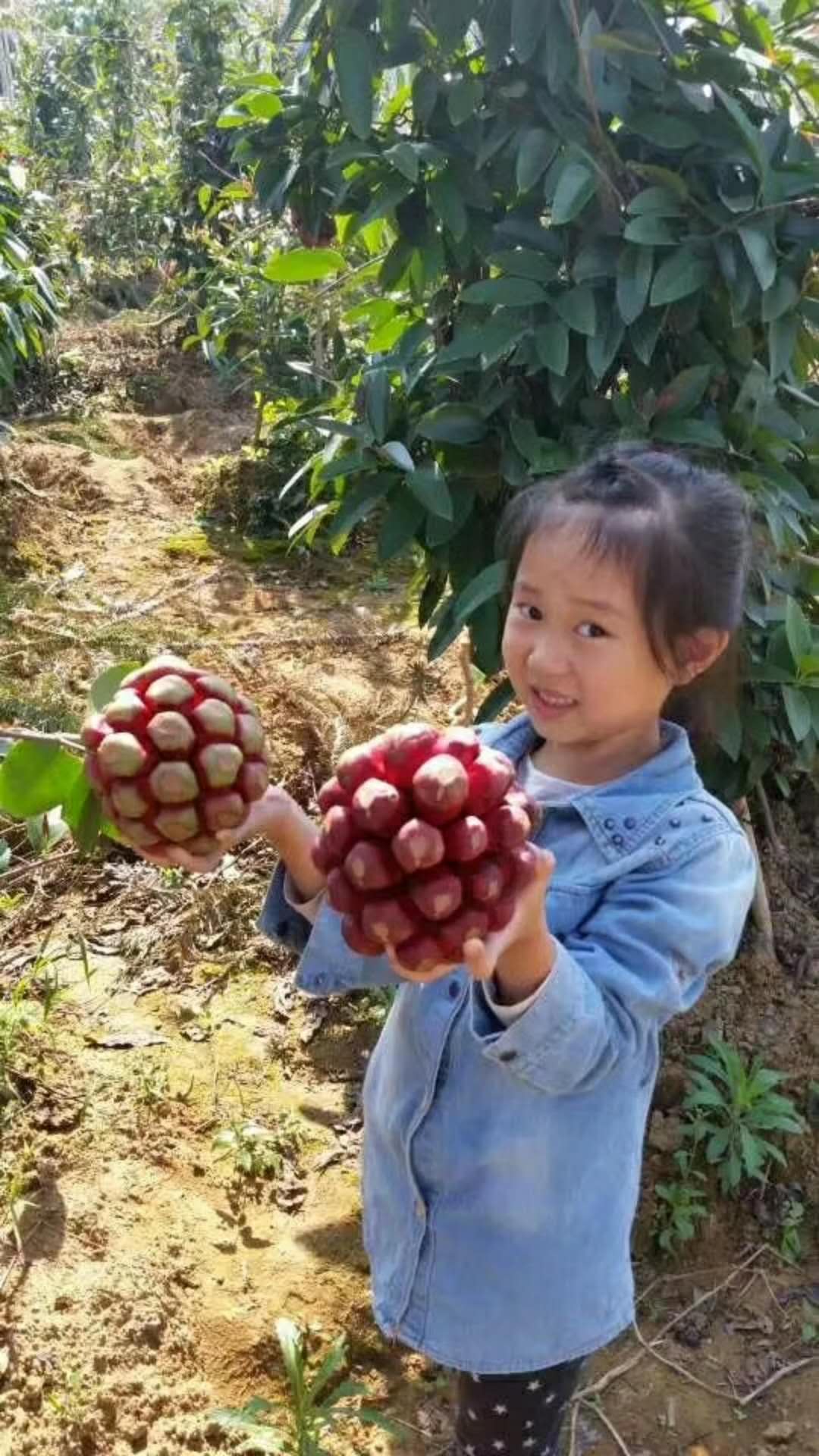 黑老虎(布福娜) 种苗