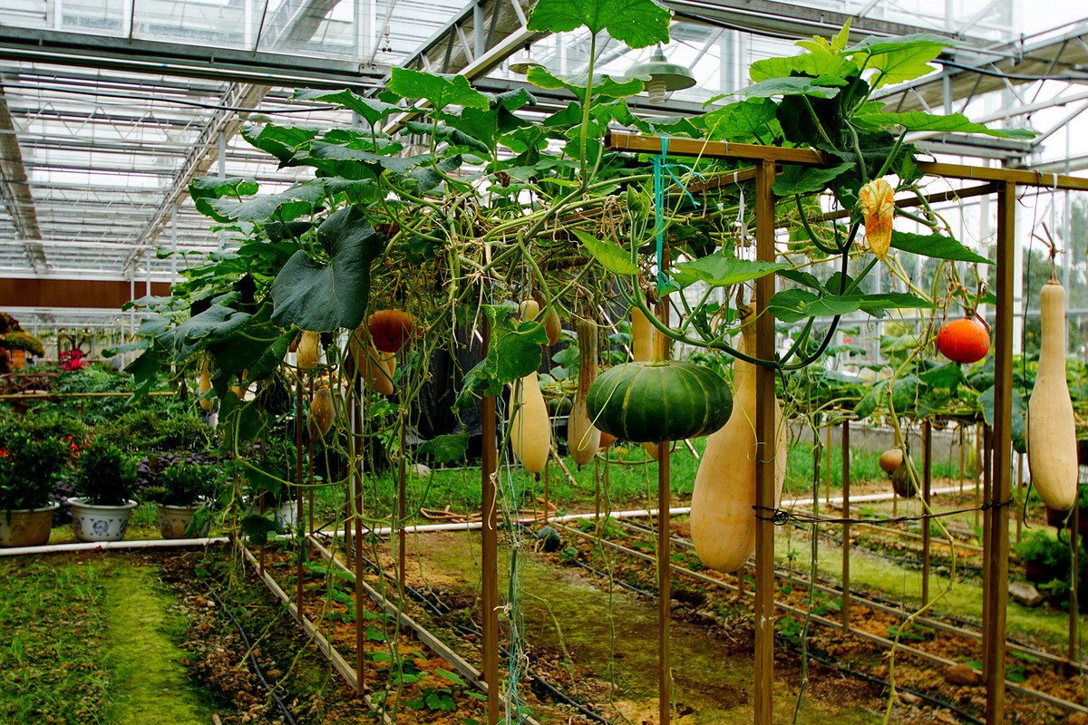 玻璃溫室農業觀光園都有哪些農業設施