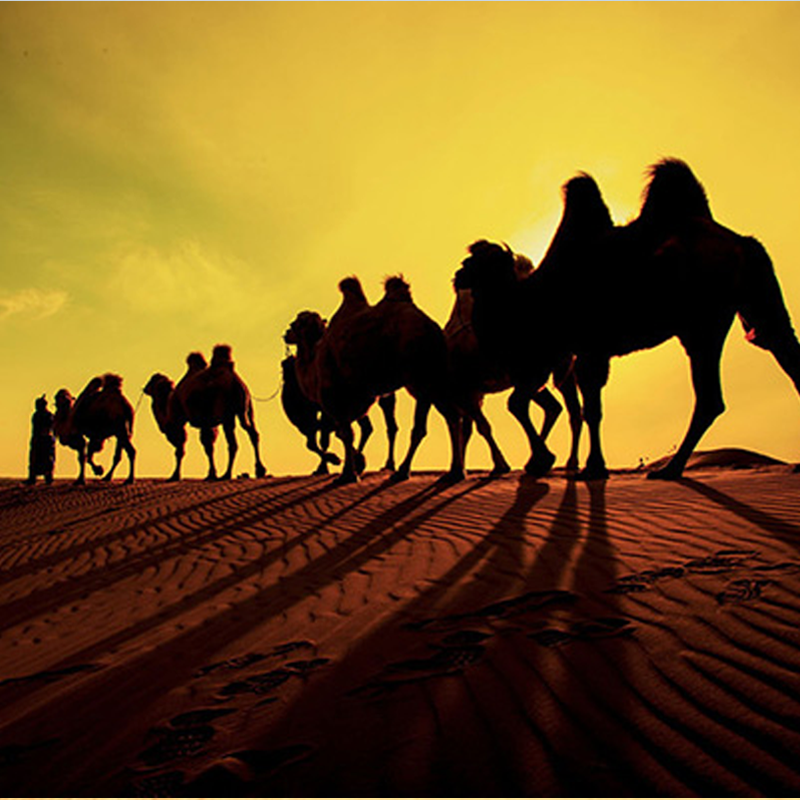 沙漠驼铃“沙漠之舟”