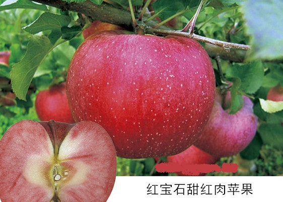 紅肉蘋果 種苗