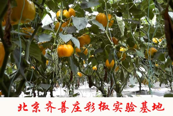 北京齊善莊彩椒實(shí)驗(yàn)基地