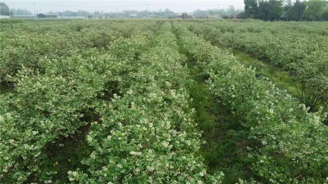 新发现|成都周边赏花游玩好去处：新都恒丰蓝莓庄园