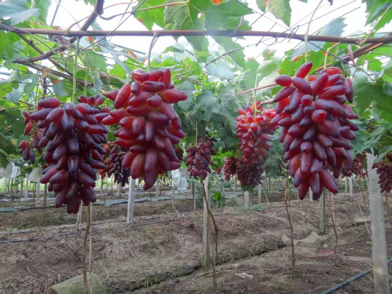 葡之梦葡萄 种苗 葡之梦葡萄 种苗