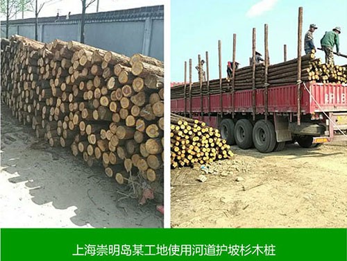 上海崇明島某工地使用河道護坡山木樁