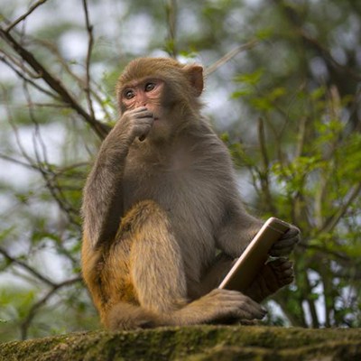 外国生物学家揭露人猿杂交真的存在？还成功了？