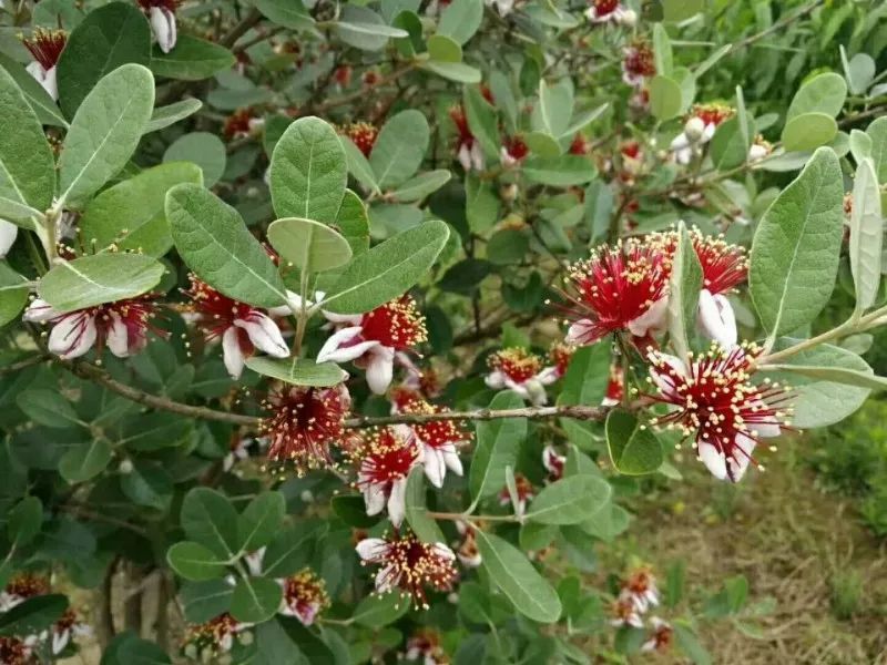 菲油果 种苗 菲油果 种苗