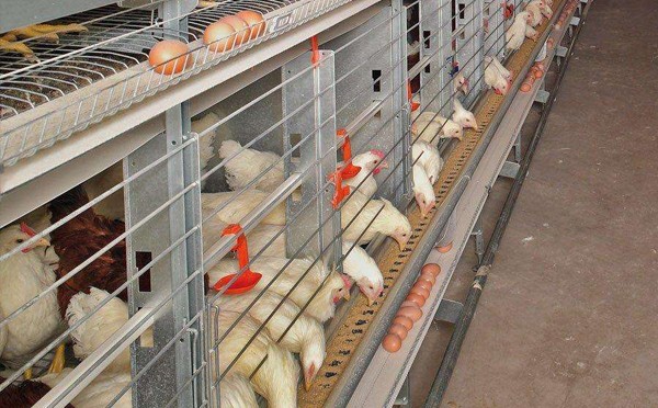 養雞育雛需要用到哪些自動化養殖設備？