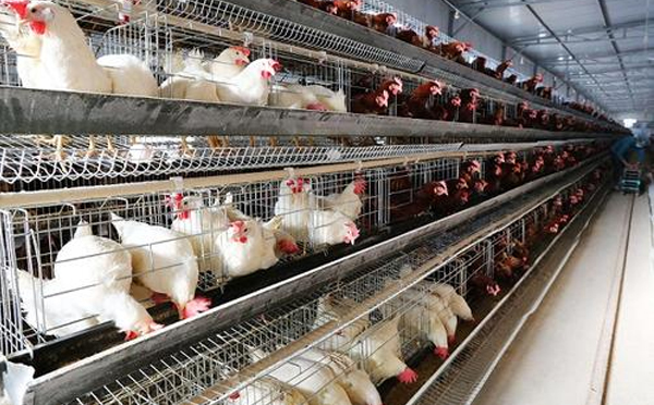 怎样使用自动化笼养设备让肉鸡们快速增肥
