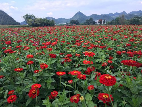 贵州兴义市万峰林花海项目