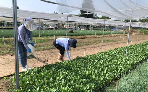 儋州市农业农村局开展疫情防控期间农产品质量安全监测工作