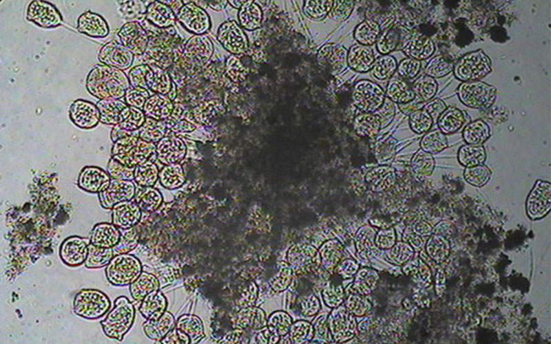 高活性微生物