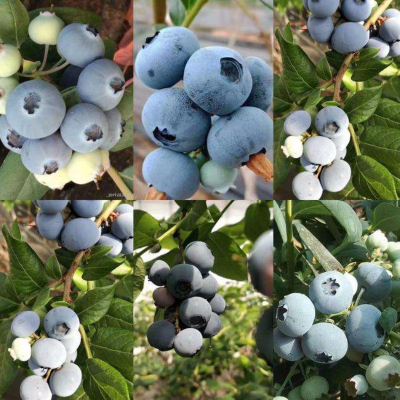 北路（陸）藍莓 種苗
