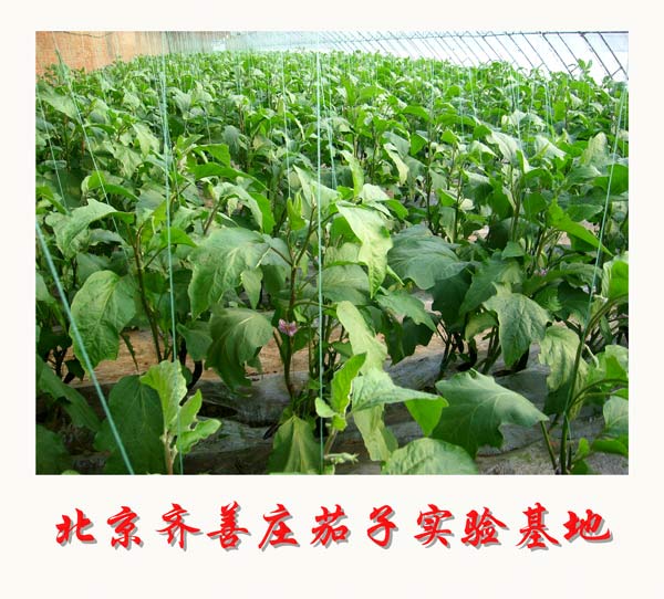 北京齐善庄茄子实验基地