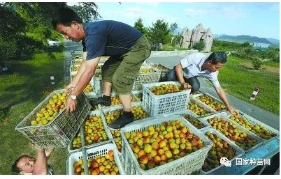 仁用杏高产优质栽培技术