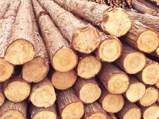 防汛杉木樁批發價格