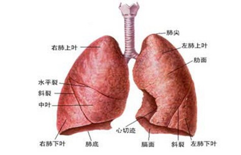 武汉老中医中央型肺癌早期什么症状