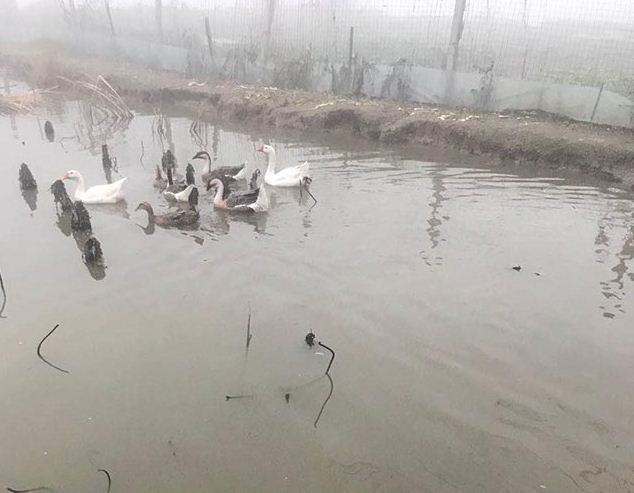 芜湖土鹅需了解的相关知识