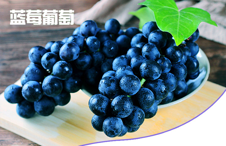 蓝莓葡萄 种苗 蓝莓葡萄 种苗