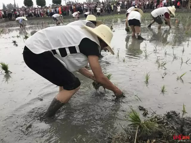 祭祀、插秧、唱山歌.....郫都重要农遗地民俗文化了解下