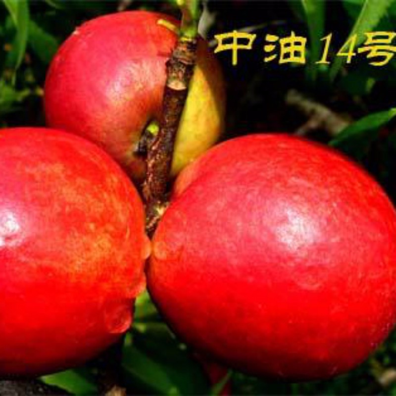 中油桃14号 种苗