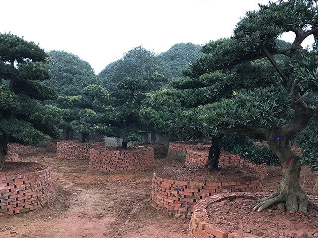 羅漢松