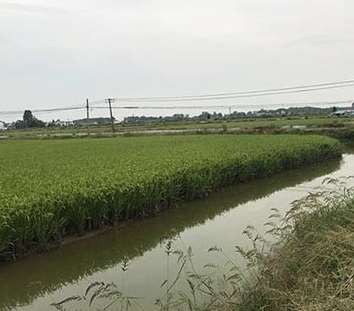 合肥水稻种植的相关知识简介