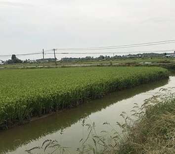 芜湖水稻种植的相关知识简介