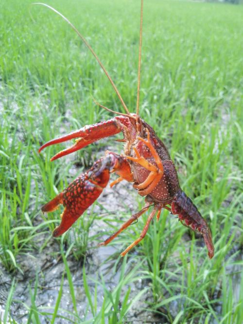 芜湖原生态大龙虾