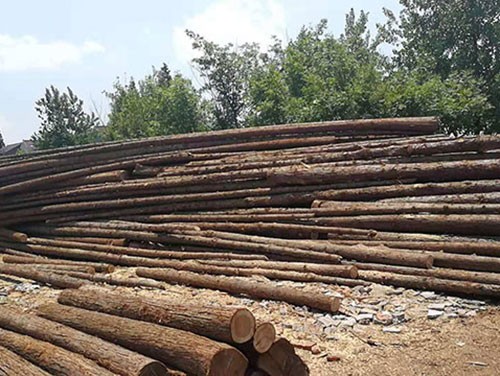 排水杉木桩加固软黏土地基及其施工方法