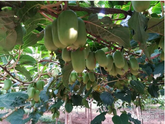 軟棗獼猴桃集約化種植可行性分析