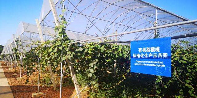 中科院武汉植物园种出高端猕猴桃“金桃”